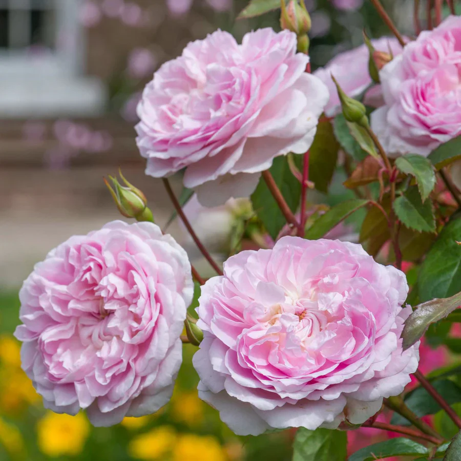 Silas Marner - David Austin Rose - Image 3