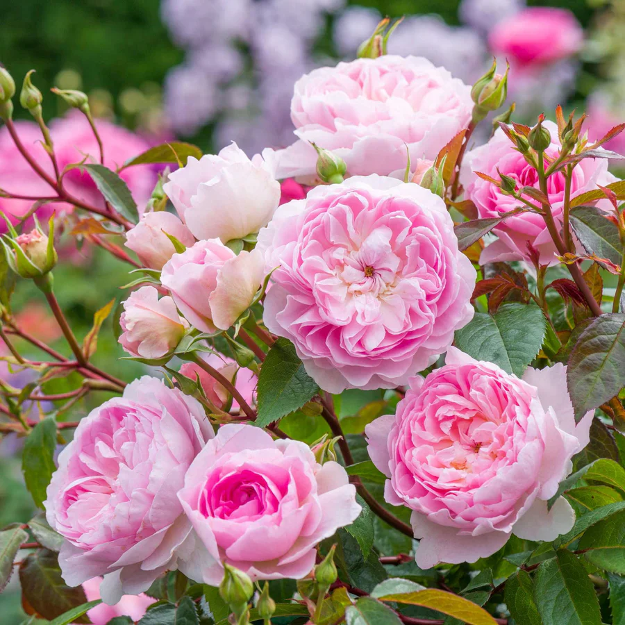 Silas Marner - David Austin Rose - Image 4