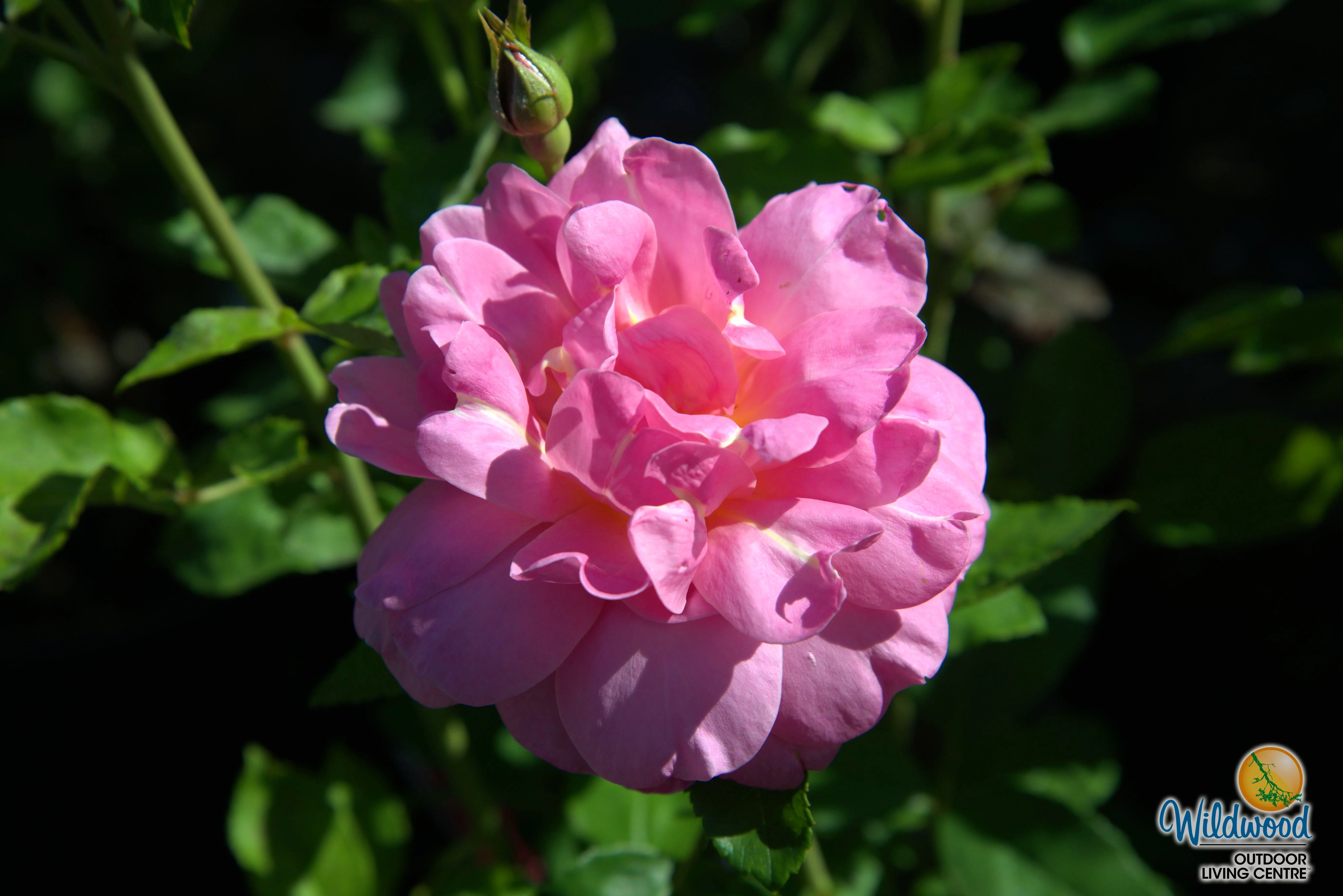 Sitting Pretty™ - Star Roses and Plants - Image 2