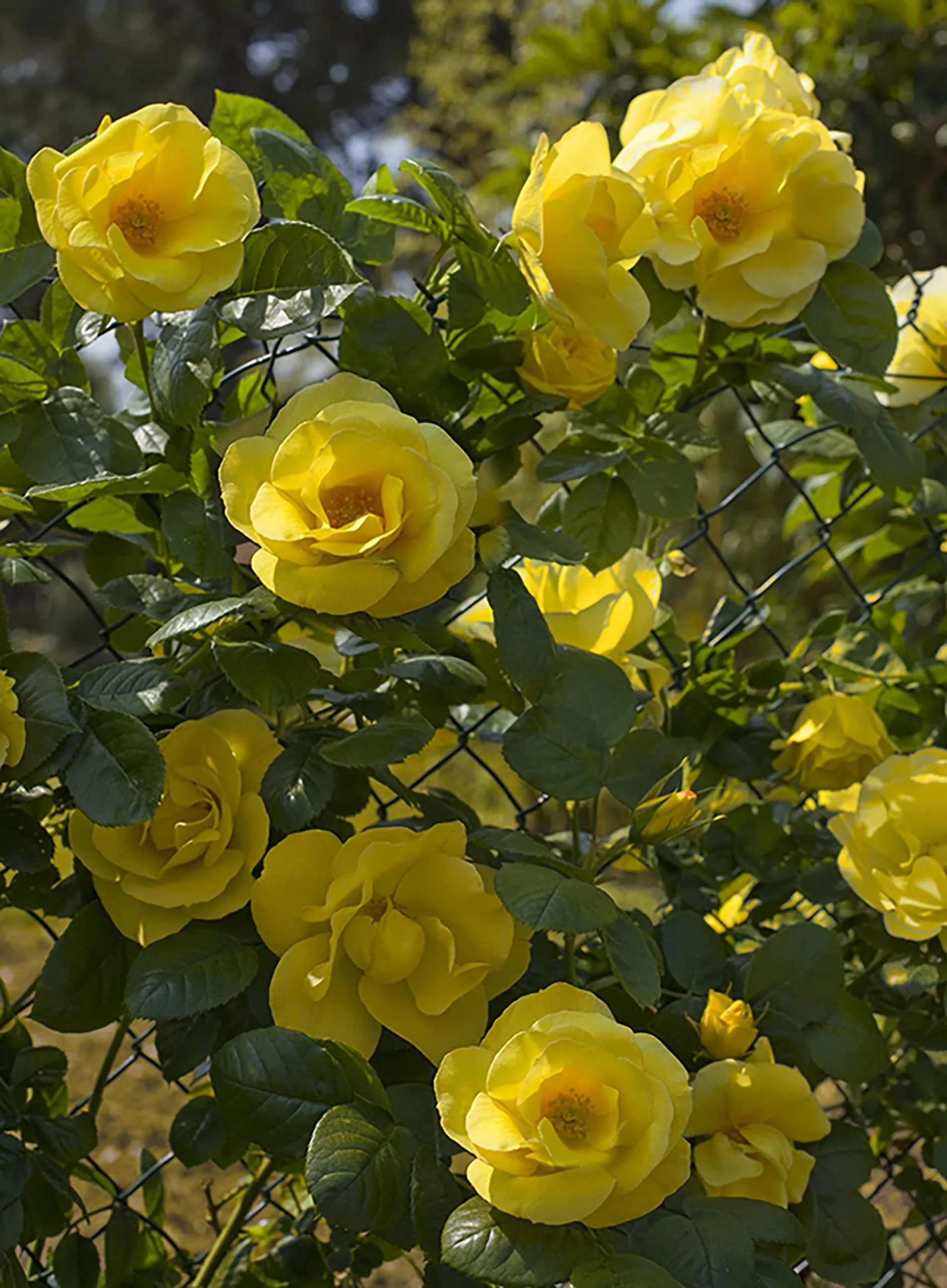 Smiley Face - Star Roses and Plants - Image 2