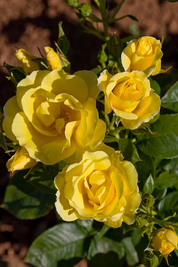 Smiley Face - Star Roses and Plants - Image 3
