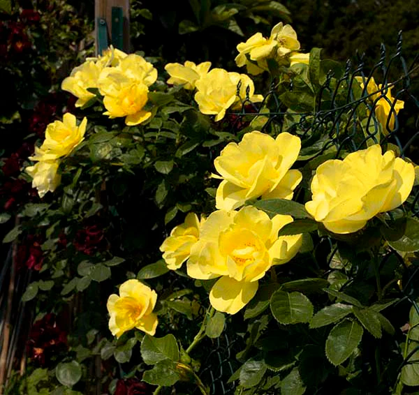 Smiley Face - Star Roses and Plants - Image 4