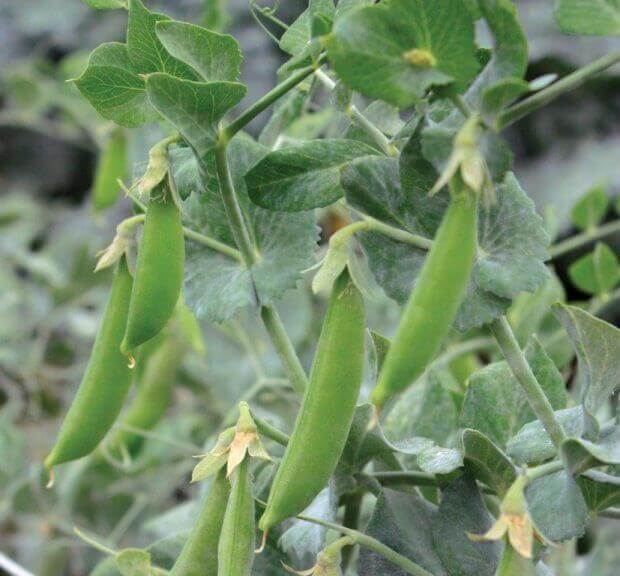 Snap Peas Little Crunch Large - Ontario Seed Company
