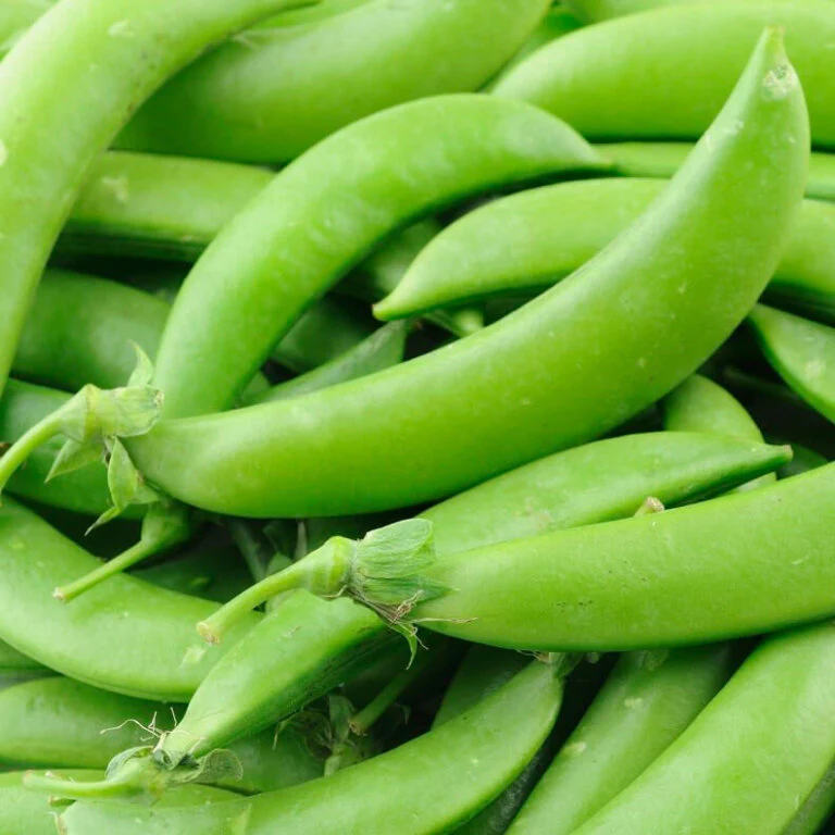 Snap Peas Sugar Snap Vine Large - Ontario Seed Company