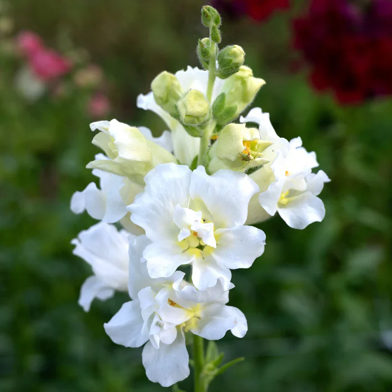 Snapdragon Madame Butterfly Ivory - West Coast Seeds - Image 2