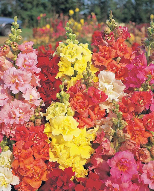 Snapdragon Madame Butterfly Mix - West Coast Seeds - Image 2