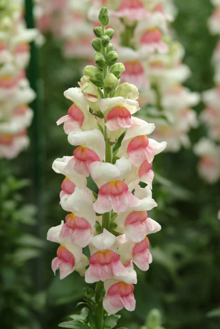 Snapdragon Potomac Apple Blossom - West Coast Seeds - Image 2