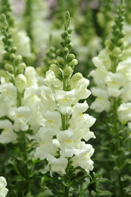 Snapdragon Potomac Ivory - West Coast Seeds - Image 2