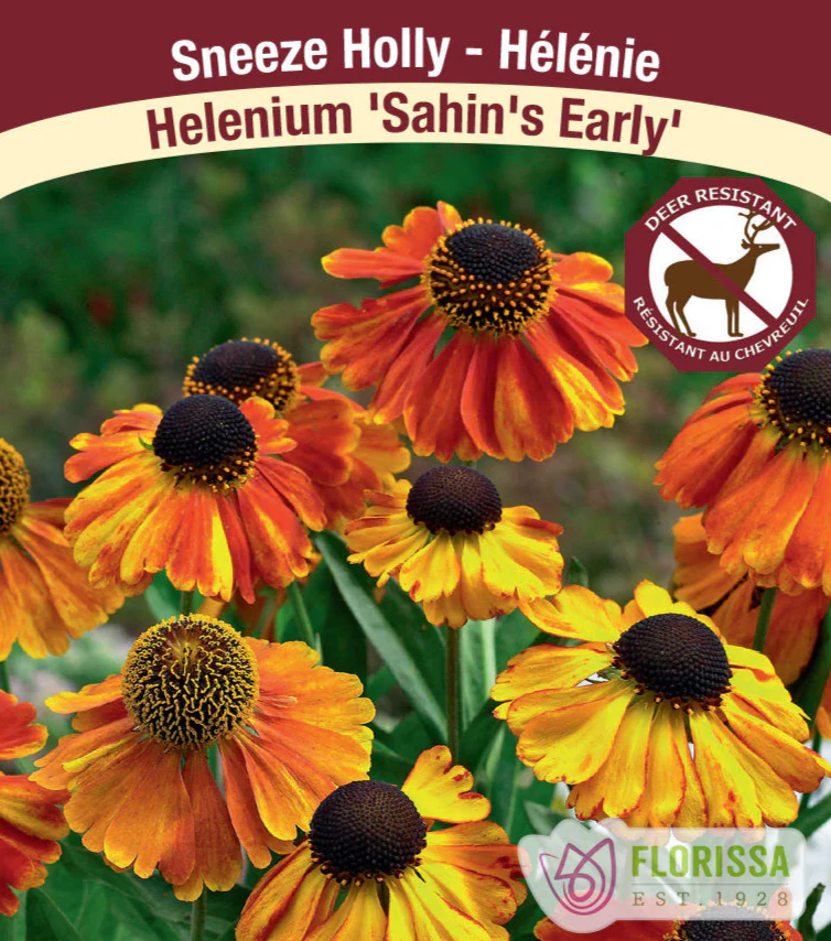 Sneeze Holly - Sahin's Early, 1 Pack