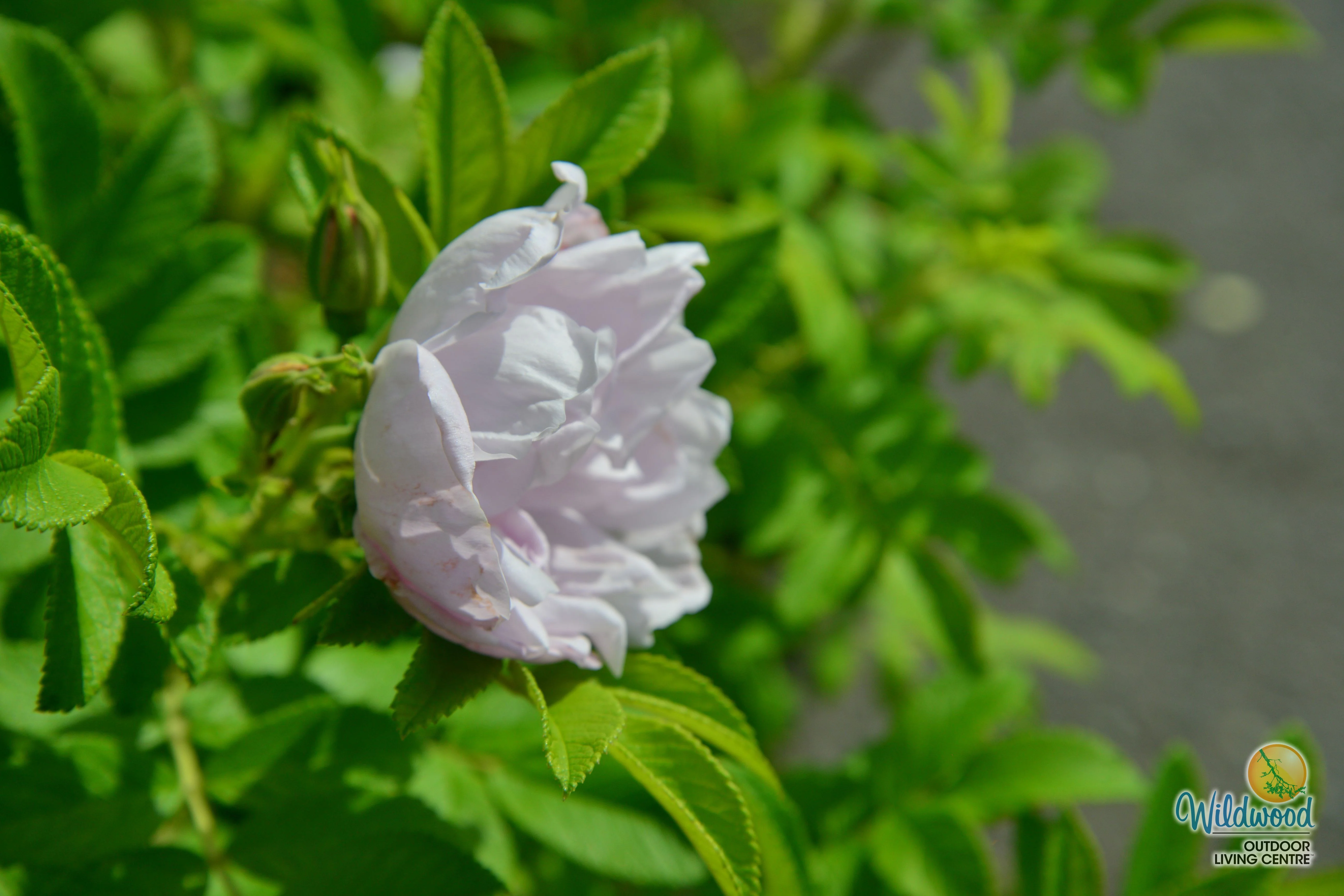 Snow Pavement - Weeks Rose - Image 2