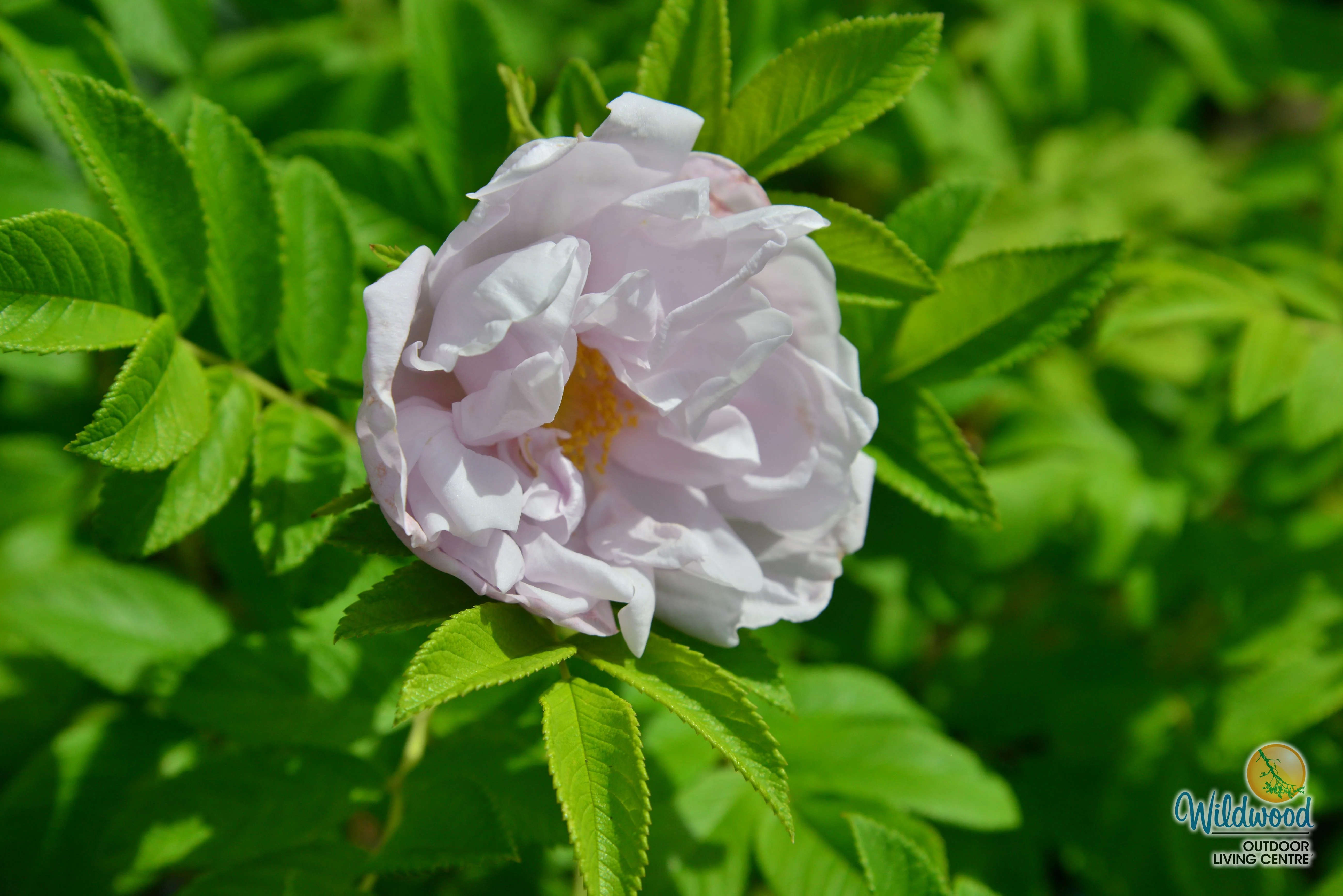Snow Pavement - Weeks Rose - Image 3