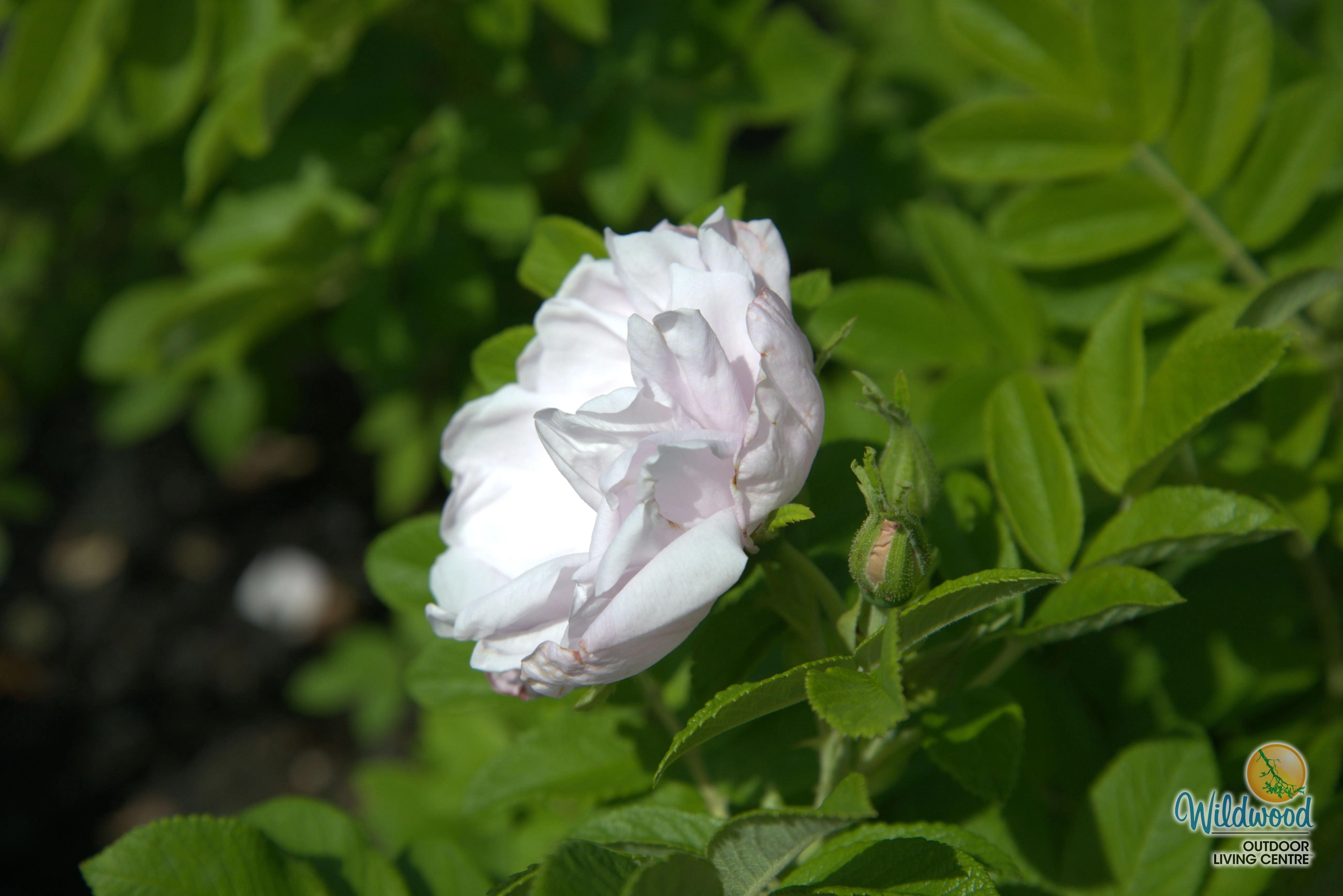 Snow Pavement - Weeks Rose - Image 4