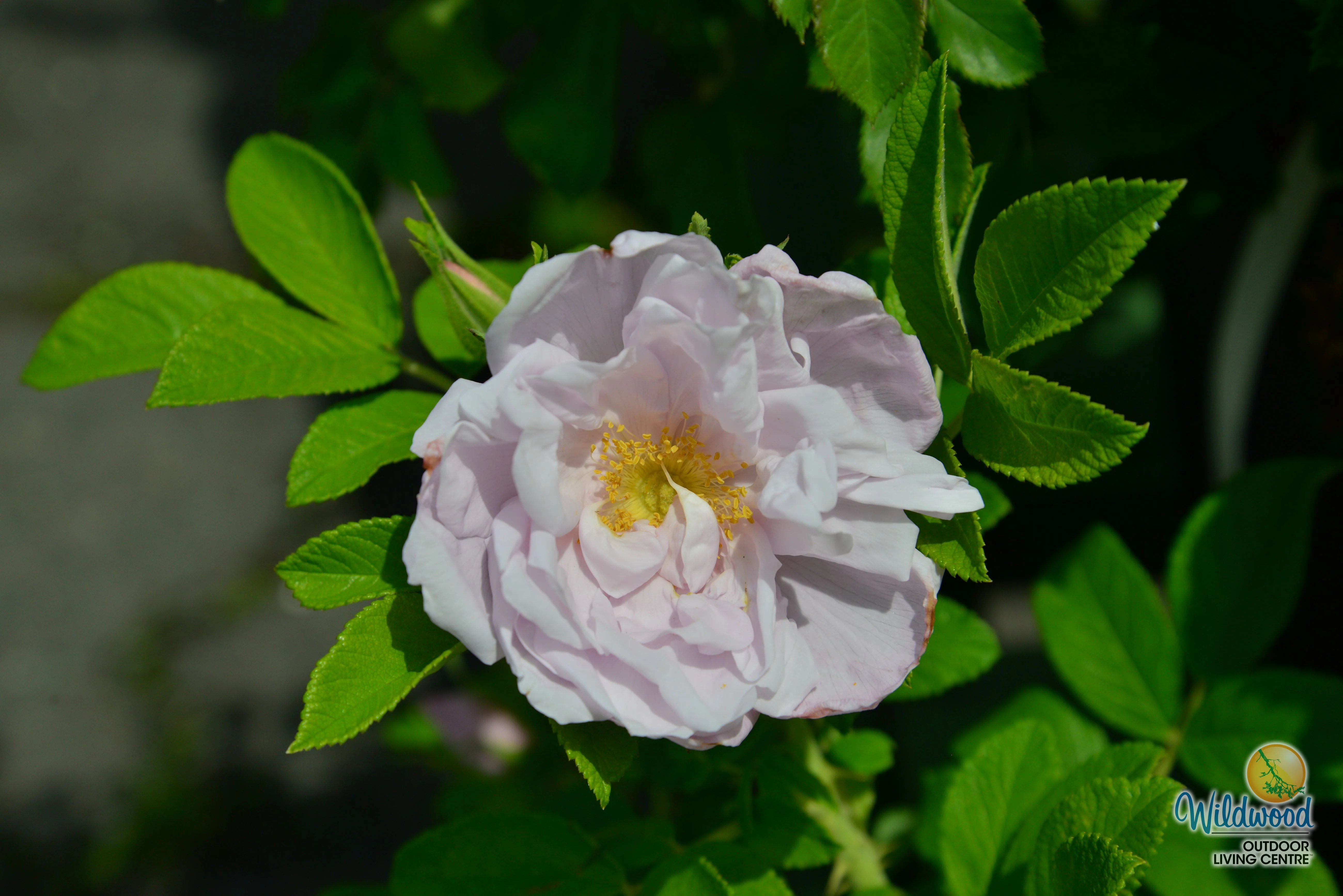 Snow Pavement - Weeks Rose - Image 5