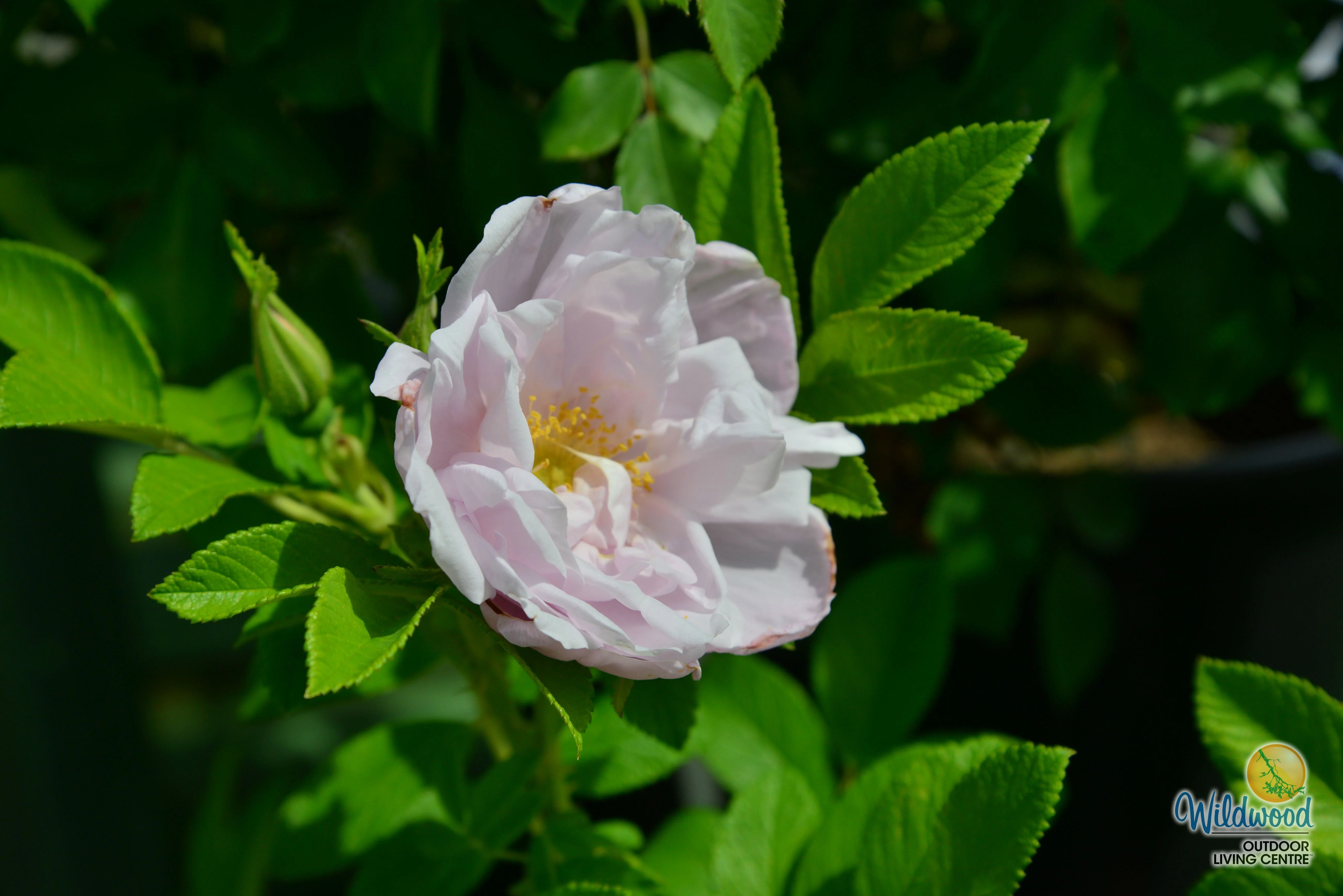 Snow Pavement - Weeks Rose - Image 6