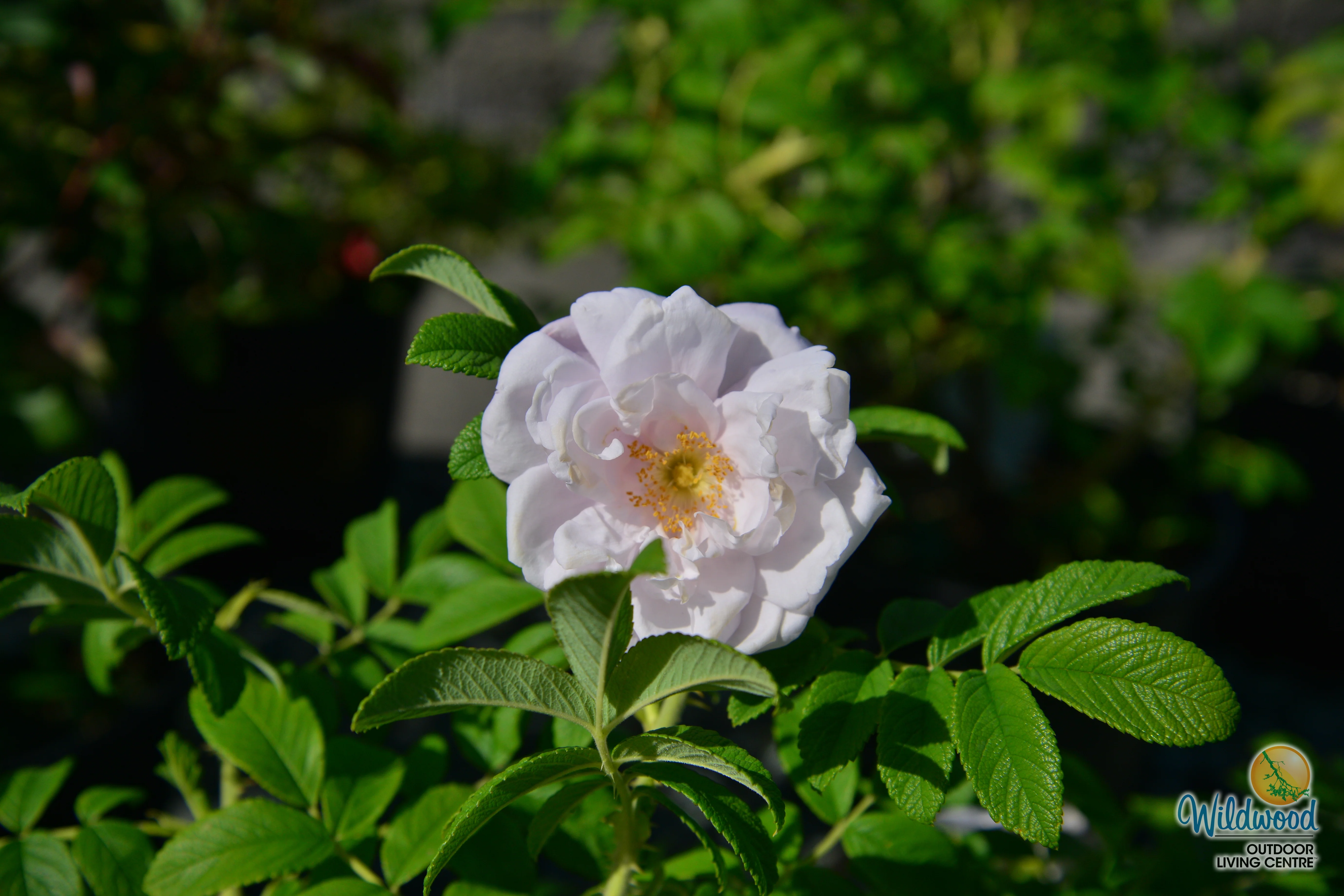 Snow Pavement - Weeks Rose - Image 7
