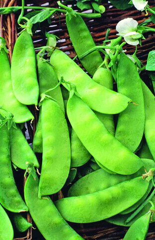 Snow Pea Mammoth Melting Sugar International - Aimers Seeds - Image 2
