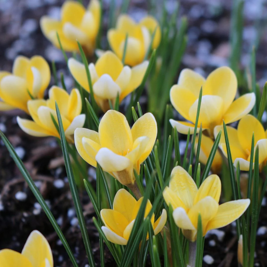 Snow Crocus - Cream Beauty, 20 Pack - Image 2