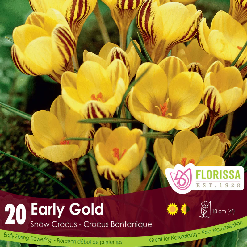Snow Crocus - Early Gold, 20 Pack