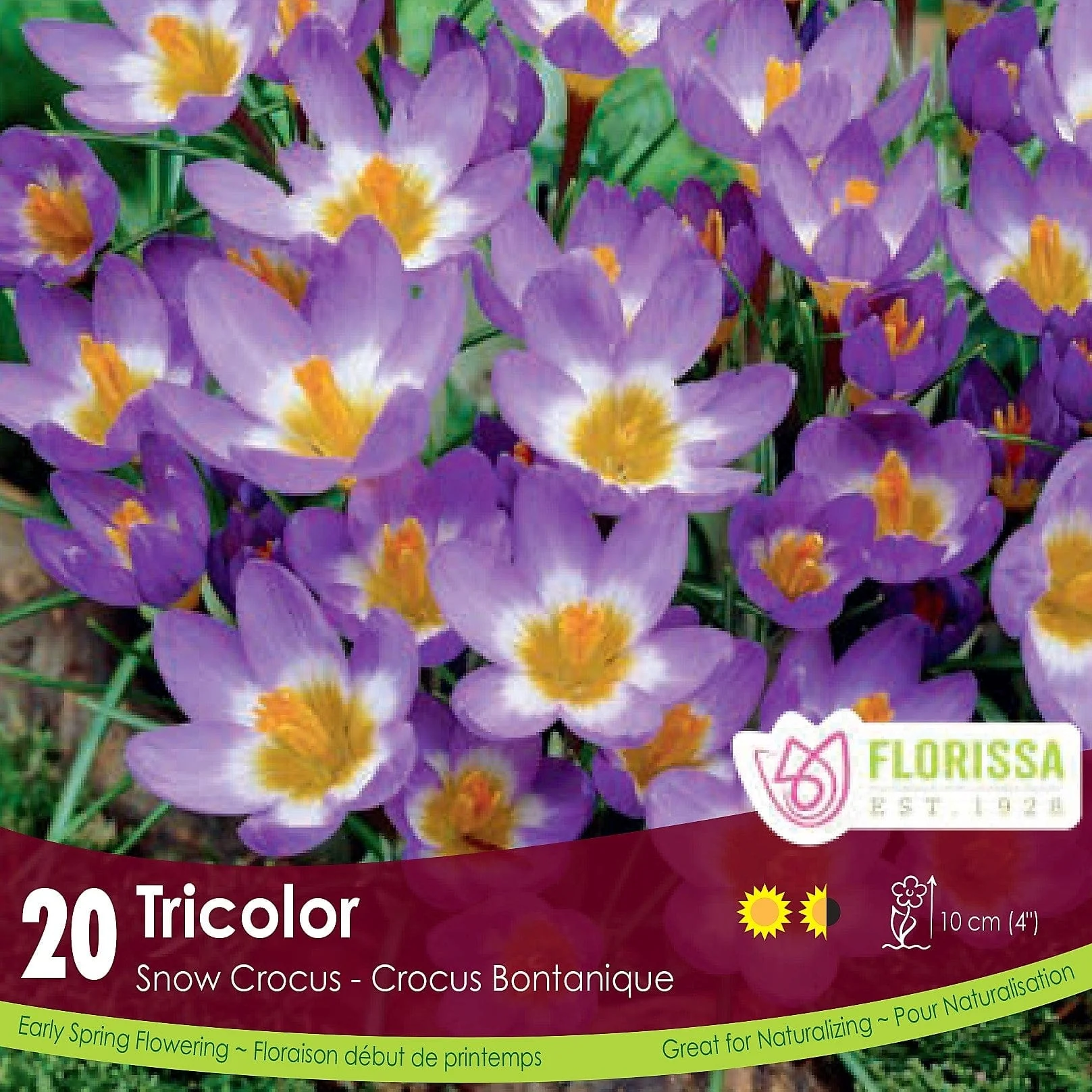 Snow Crocus - Tricolor, 20 Pack