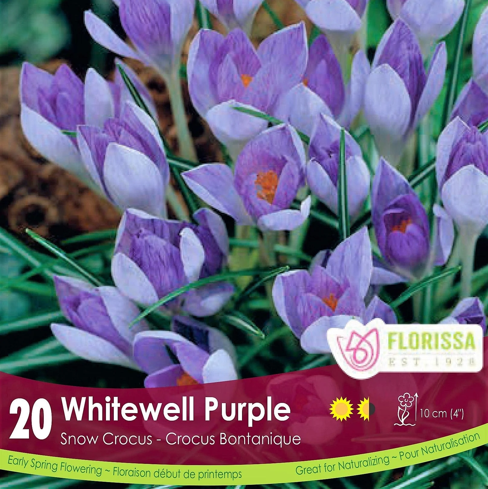 Snow Crocus - Whitewell Purple, 20 Pack