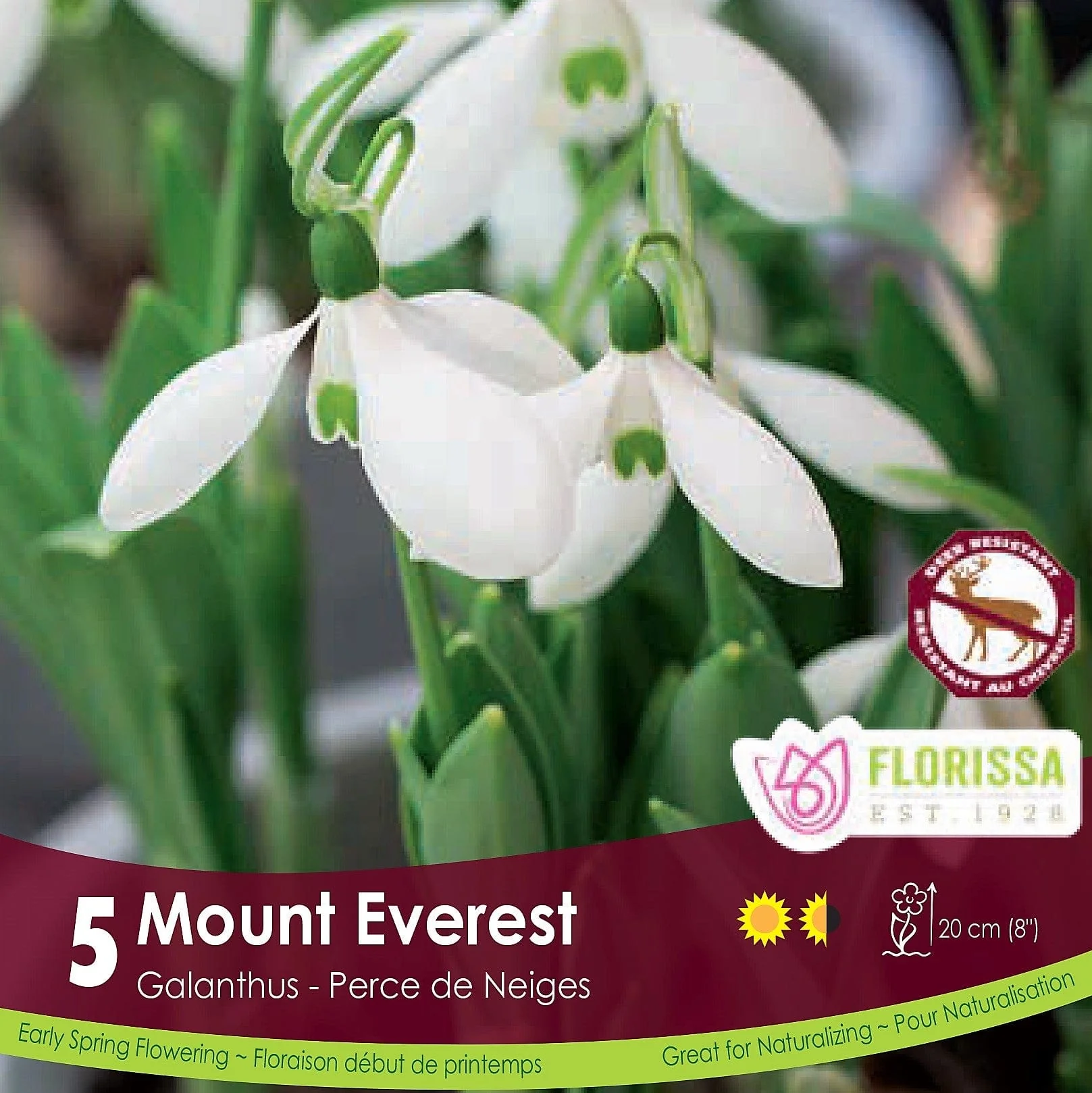 Galanthus - Mount Everest, 5 Pack