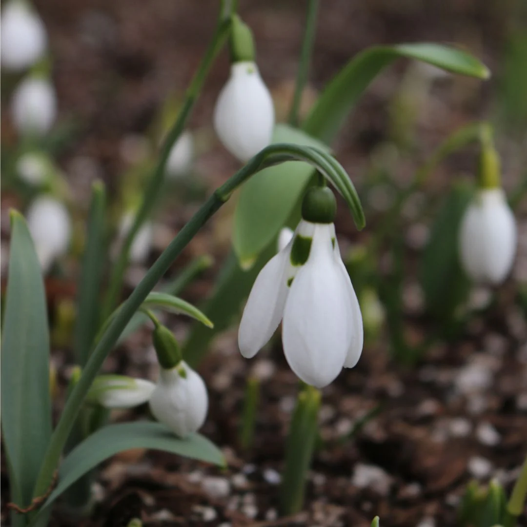 Galanthus - Mount Everest, 5 Pack - Image 2