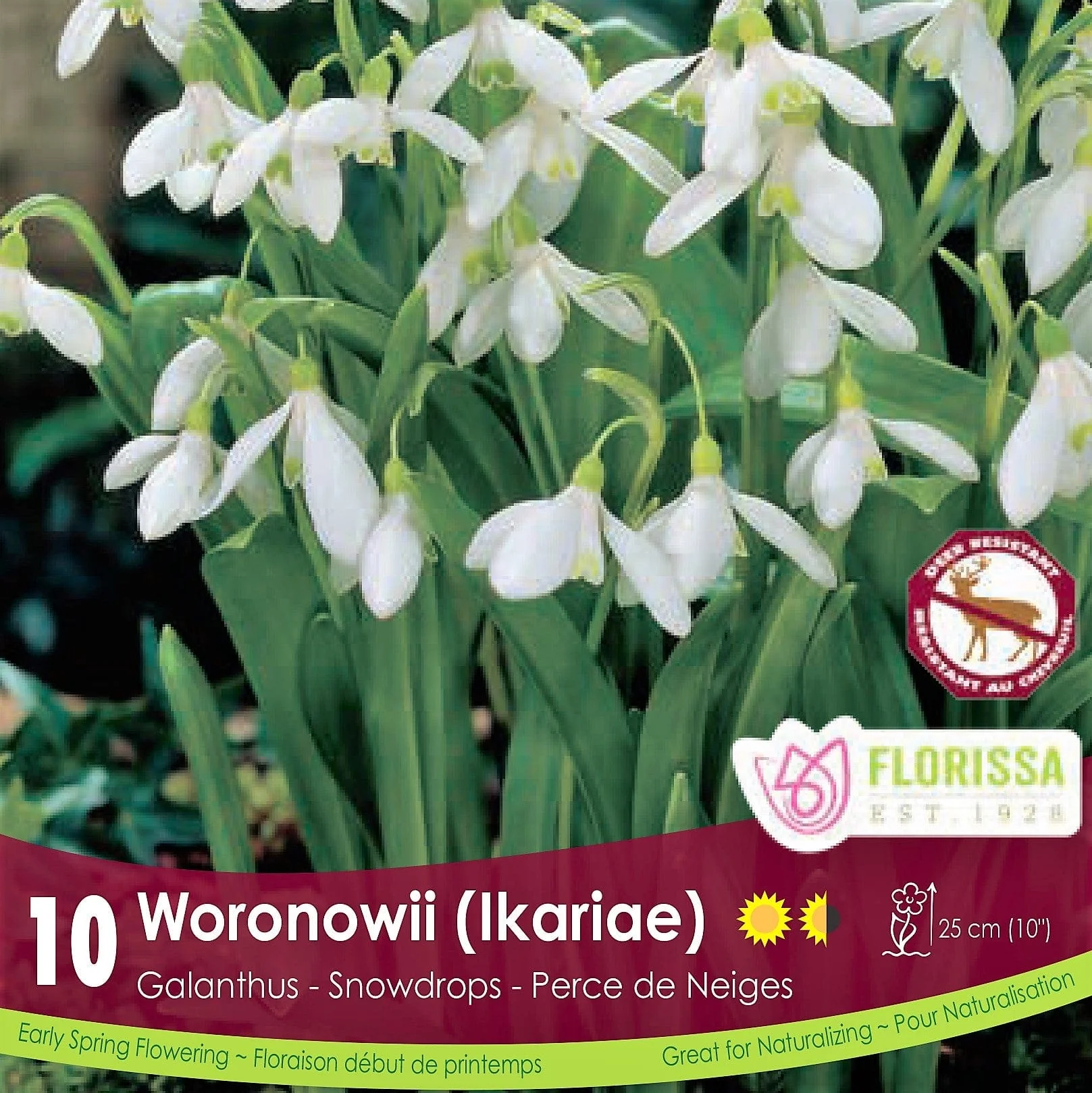 Galanthus - Woronownii (Ikariae), 10 Pack