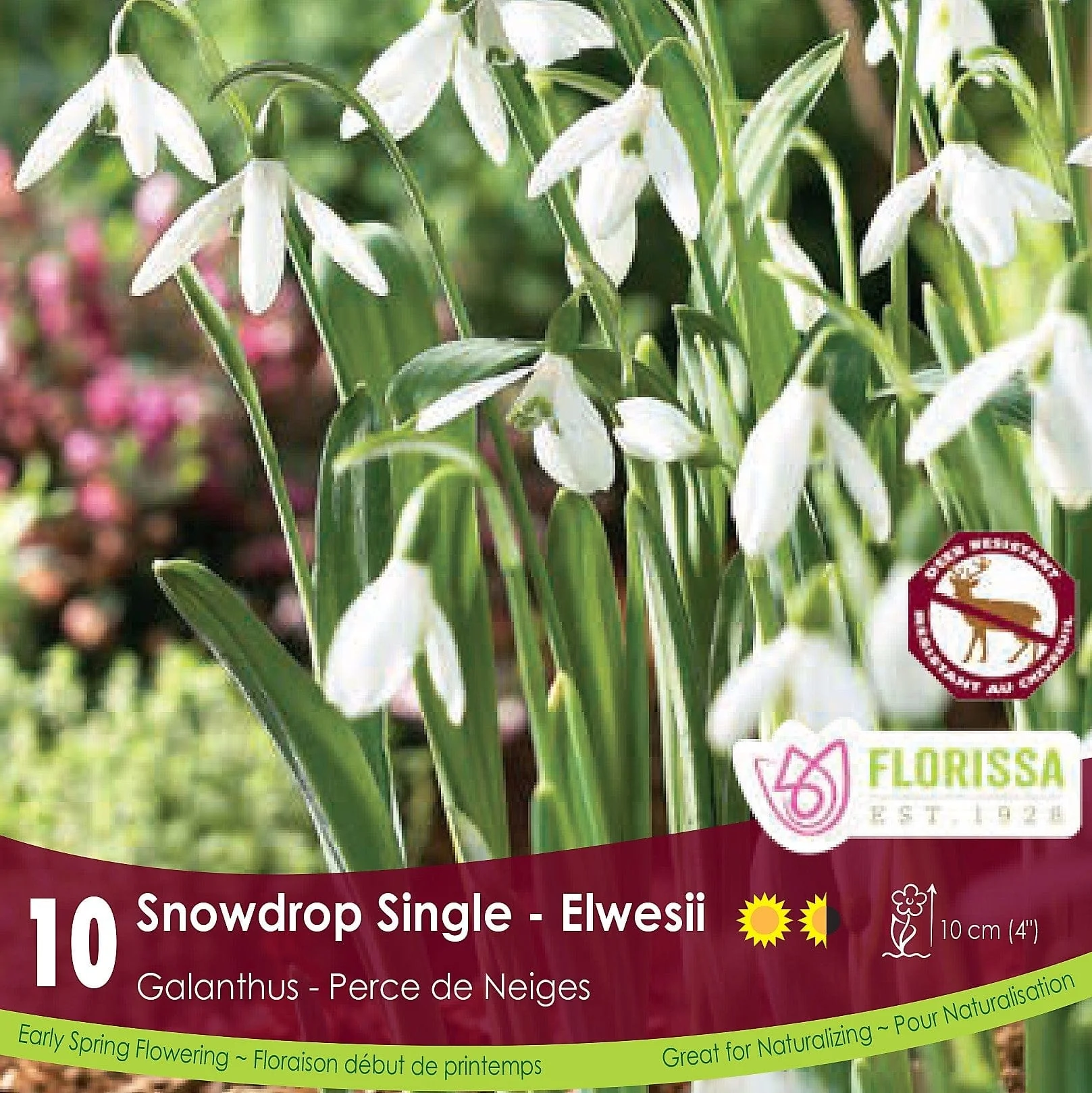 Galanthus - Snowdrop Single - Elwesii, 10 Pack