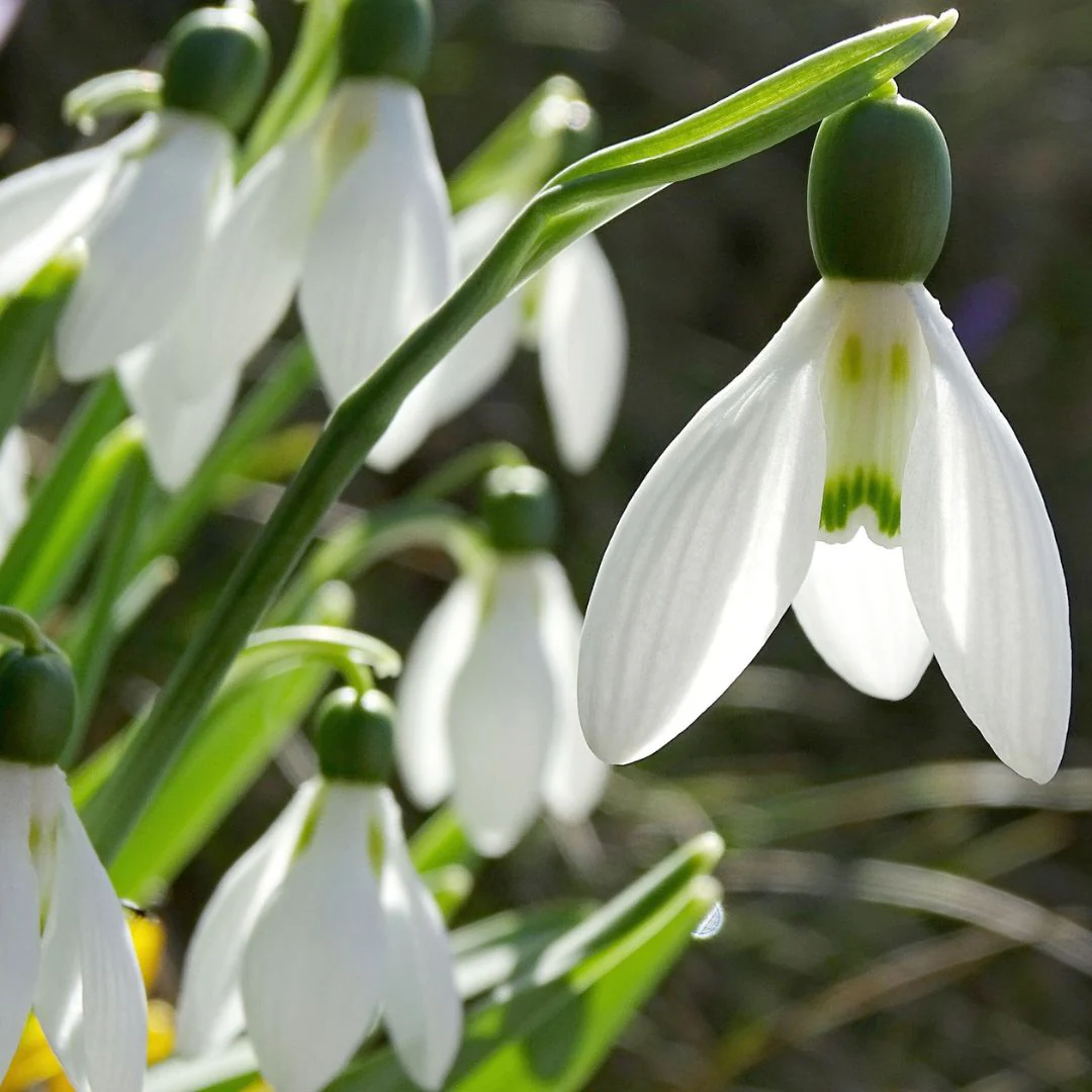 Galanthus - Snowdrop Single - Elwesii, 10 Pack - Image 2