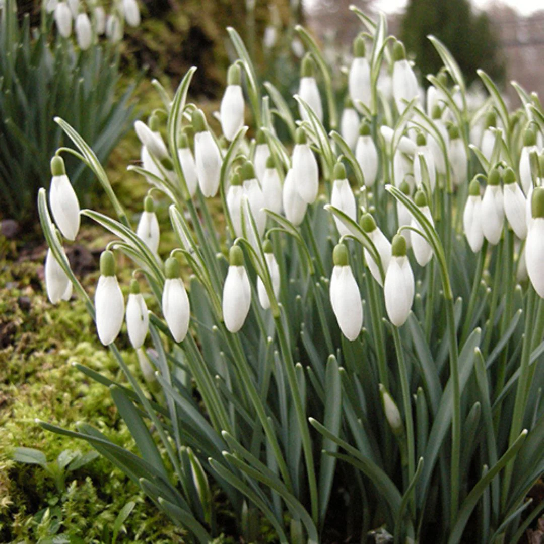 Galanthus - Snowdrop Single - Elwesii, 10 Pack - Image 3
