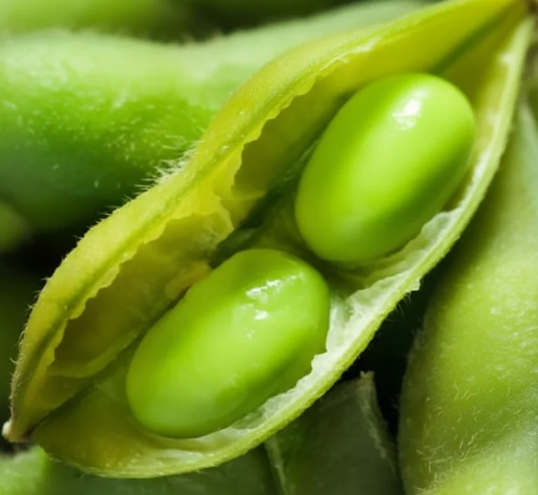 Soya Bean Besweet Large - Ontario Seed Company