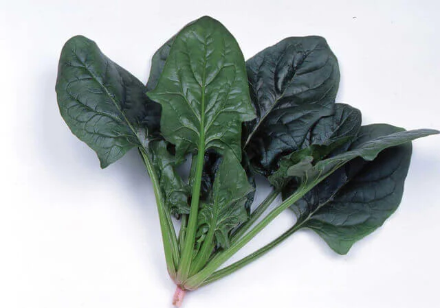 Spinach Imperial Green Hybrid International - Aimers Seeds - Image 2