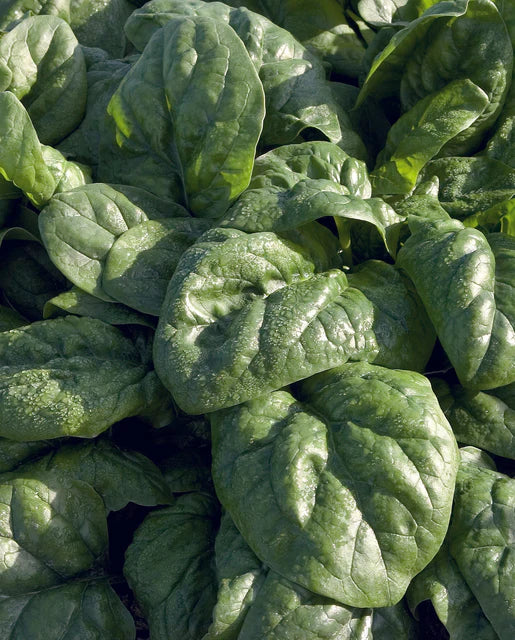 Organic Spinach Space - West Coast Seeds - Image 2