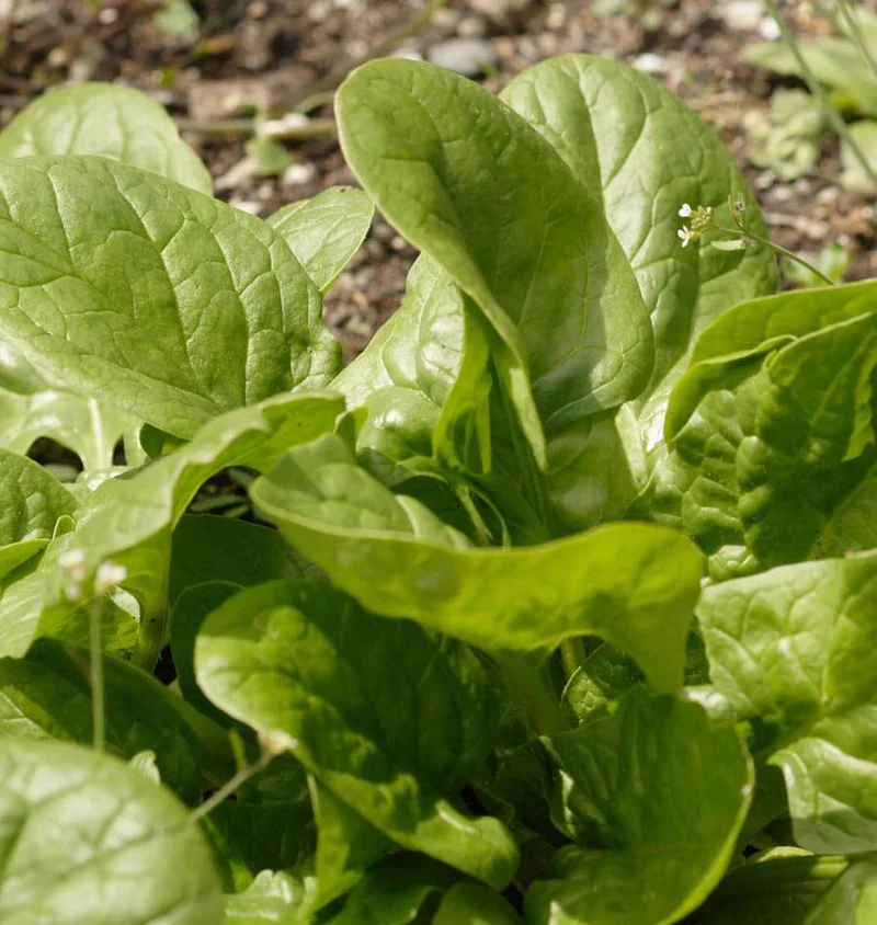 Spinach Space - West Coast Seeds - Image 2