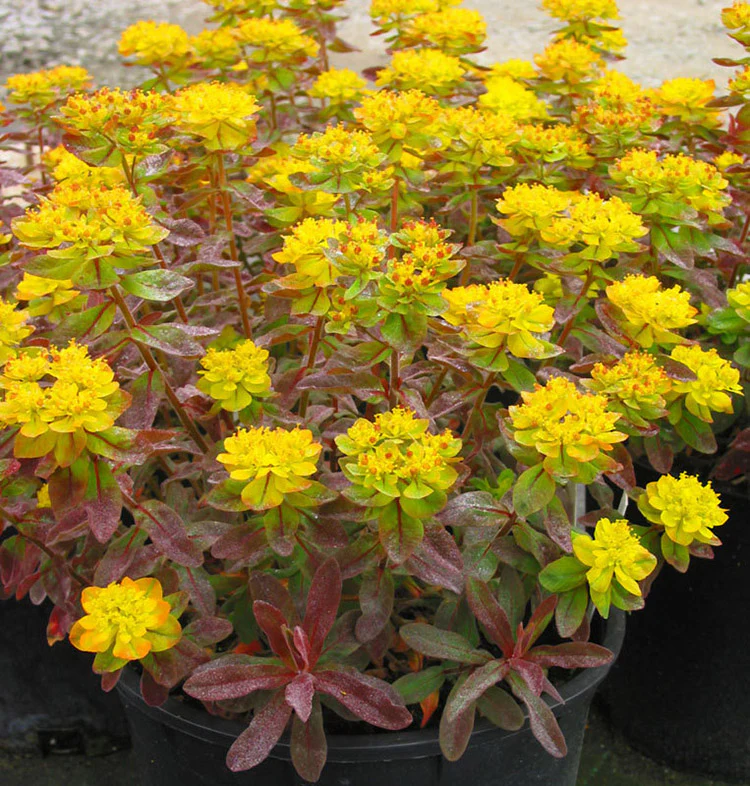 Spurge - Bonfire, 1 Pack - Image 2