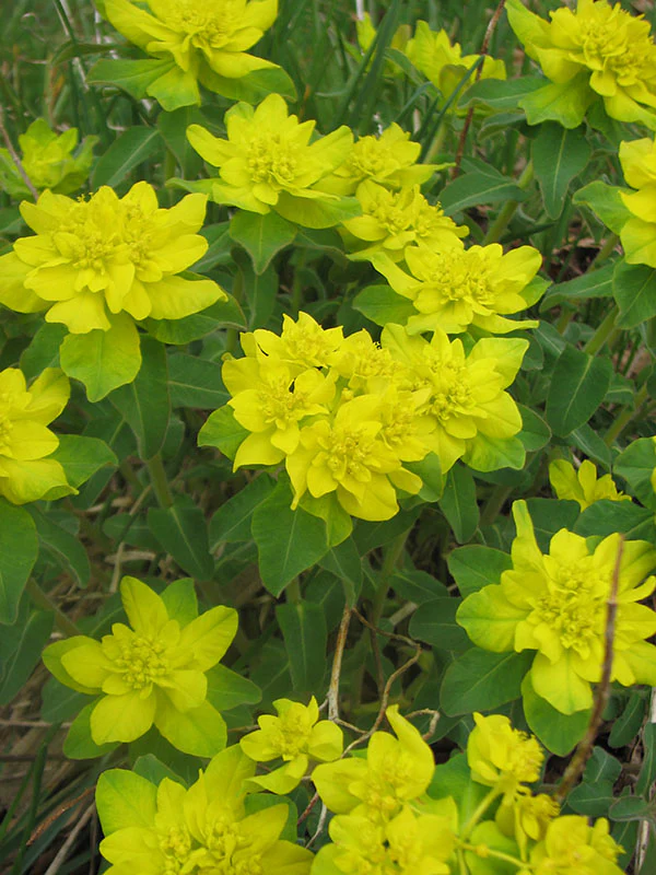 Spurge - Polychroma, 1 Pack - Image 2