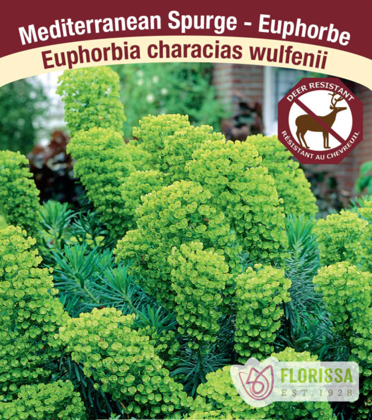 Spurge - Wulfenii, 1 Pack