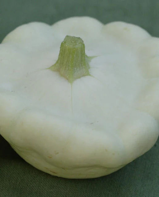 Squash Benning's Green Tint - West Coast Seeds - Image 2