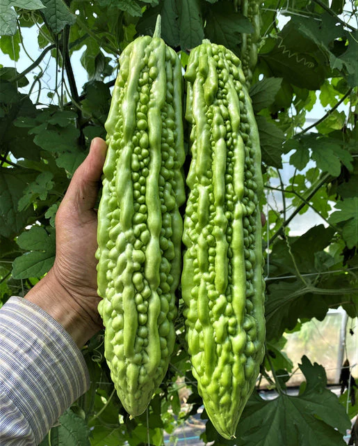 Squash Bitter Melon Green Pearl - West Coast Seeds - Image 2