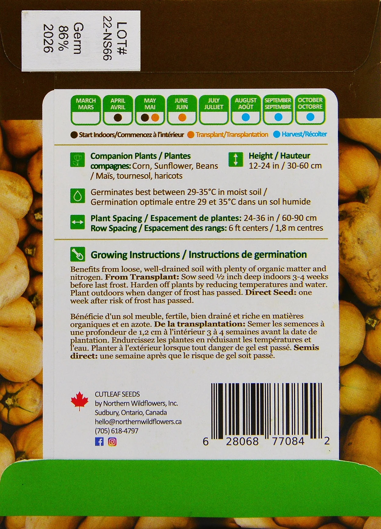 Squash Brûlée Butternut - Northern Wildflowers - Image 2