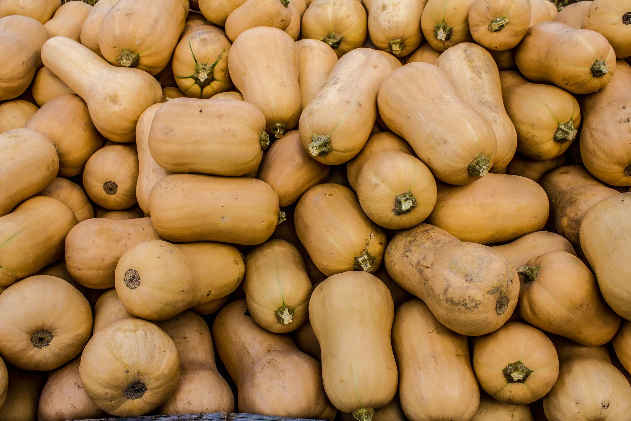 Squash Brûlée Butternut - Northern Wildflowers - Image 3