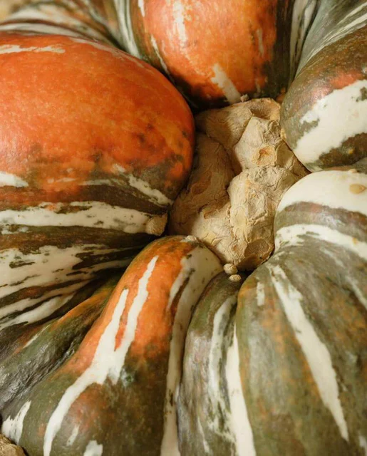 Squash Buttercup Turk's Turban - West Coast Seeds - Image 2