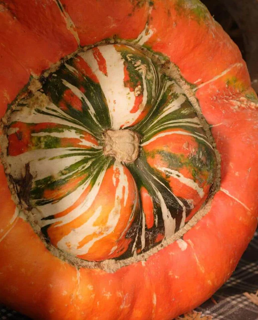 Squash Buttercup Turk's Turban - West Coast Seeds - Image 3