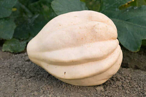 Squash Cream of the Crop International - Aimers Seeds - Image 2