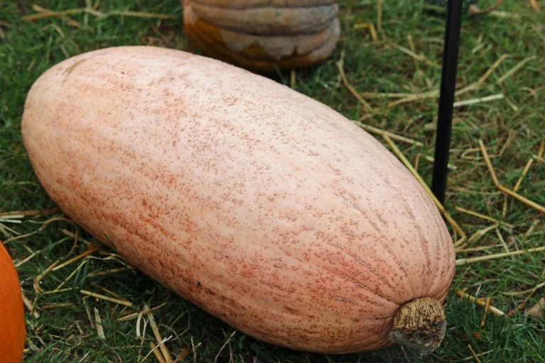 Squash Jumbo Pink Banana - Ontario Seed Company