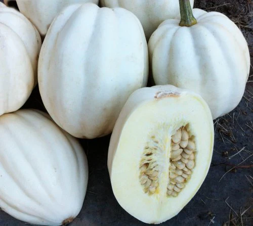 Squash Mashed Potato - Ontario Seed Company
