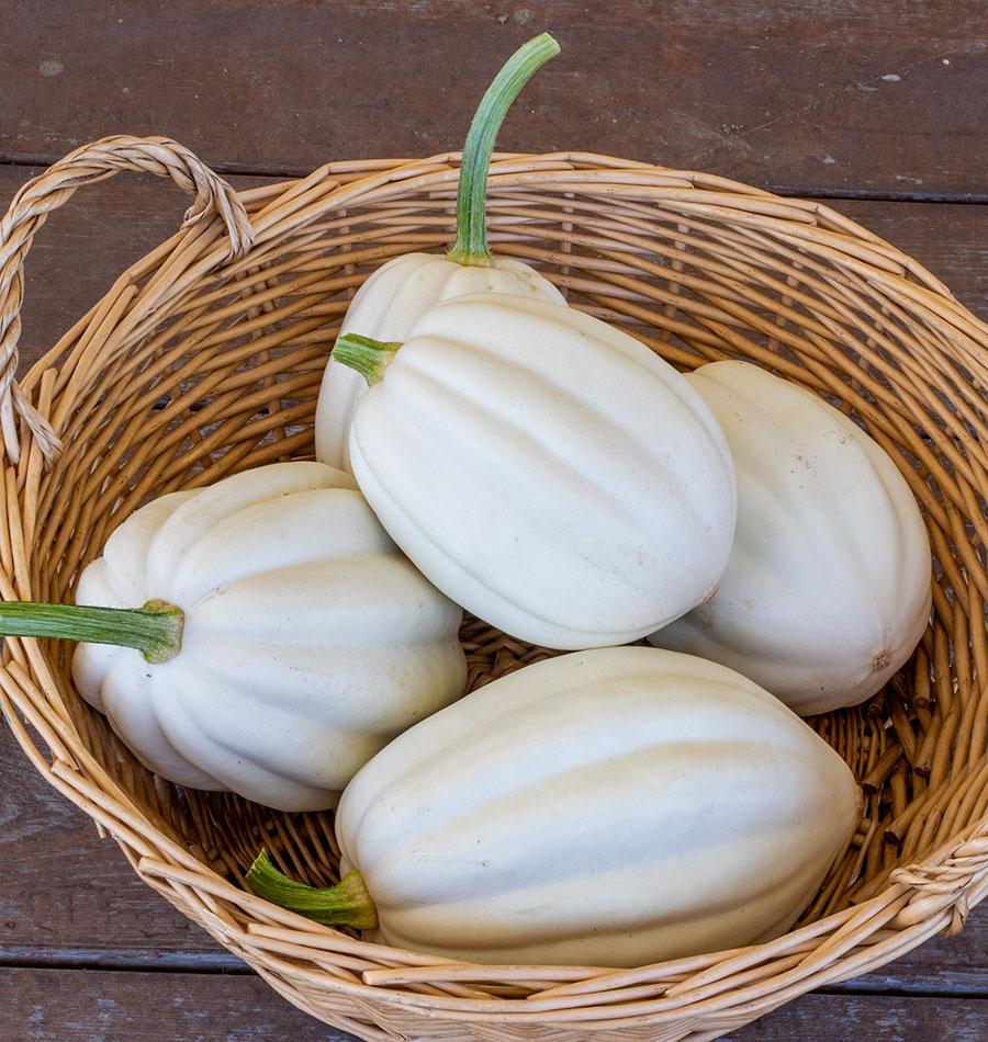 Squash Mashed Potatoes - West Coast Seeds - Image 2