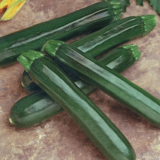Squash Noche - West Coast Seeds - Image 2