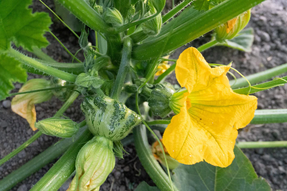 Squash Patty Pan Green Lightning - West Coast Seeds - Image 2
