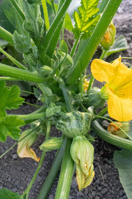 Squash Patty Pan Green Lightning - West Coast Seeds - Image 3